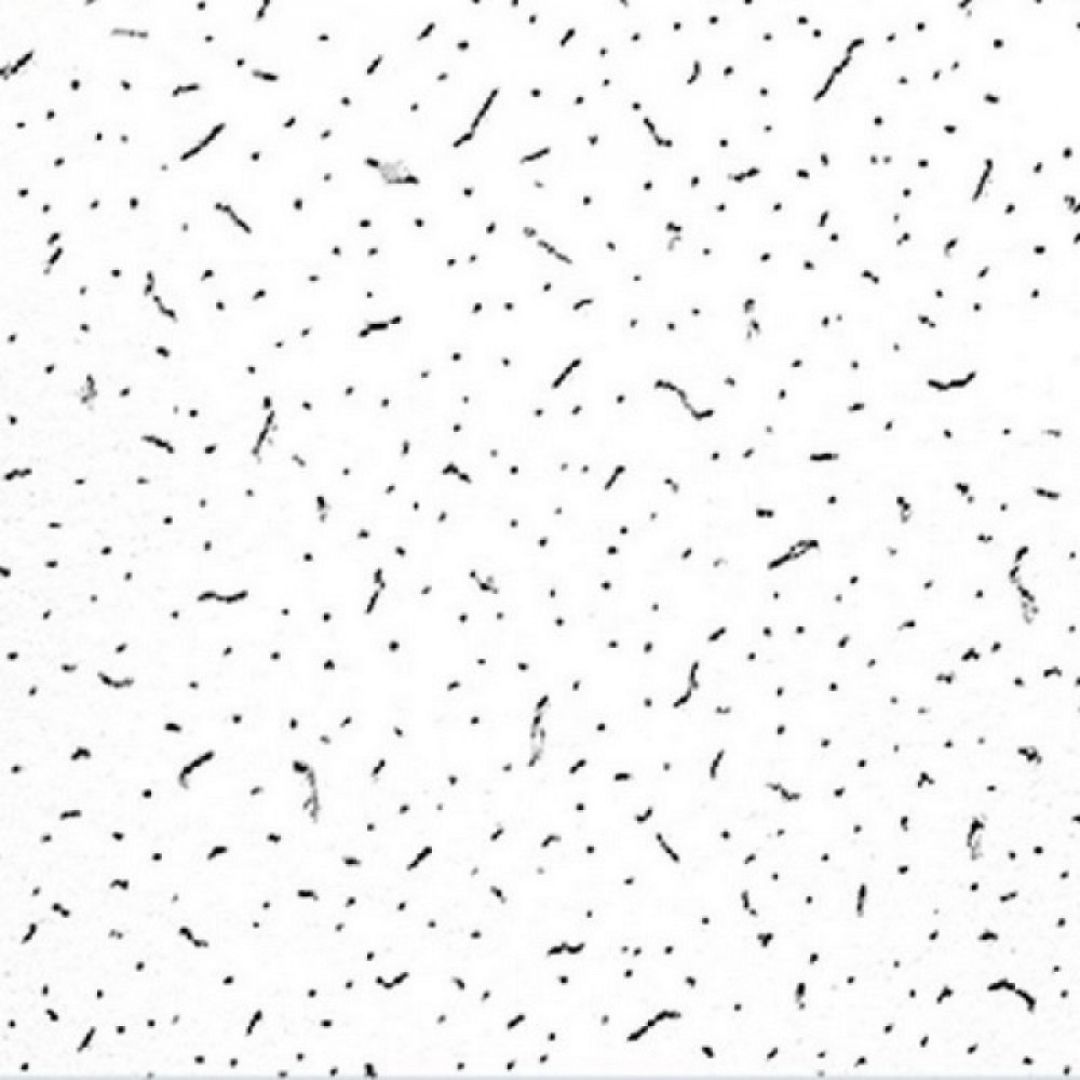 000003683